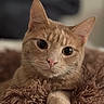cat, ginger_cat, orange_cat, feline, pet, animal, portrait, close_up, wide_eyes, whiskers, ears, pink_nose, paw, fur, shaggy_blanket, indoors, cozy, lying_down, brown, adorable