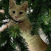 Mindy joined the competition — help win amazing prizes! cat, kitten, cream_cat, christmas_tree, evergreen, tree_branches, holiday, festive, pet, animal, collar, indoor, portrait, close_up, fur, whiskers, ears, eyes, curious, ornament