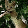 cat, kitten, cream_cat, christmas_tree, evergreen, tree_branches, holiday, festive, pet, animal, collar, indoor, portrait, close_up, fur, whiskers, ears, eyes, curious, ornament