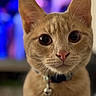 Mindy joined the competition — help win amazing prizes! cat, orange_cat, pet, feline, closeup, portrait, wide_eyes, whiskers, ears, nose, collar, bell, fur, indoor, home, blurred_background, colorful_lights, animal, cute, looking_at_camera