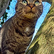 Pepito a rejoint le concours — aidez-le/la à gagner de superbes lots ! abyssinian, animal, cat, kitten, manx, ocelot, pet, plant, tree, treetrunk, wood