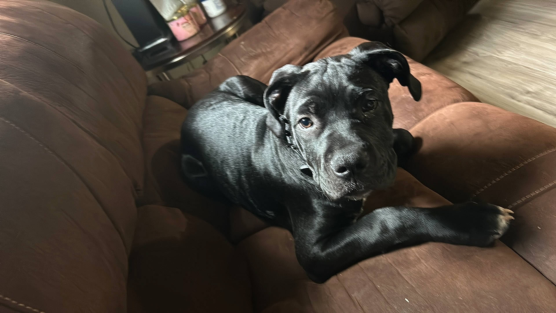 Demon is registered to the contest to win money with this photo: borador, carnivore, comfort, companion_dog, couch, dog, dog_breed, flooring, fur, guard_dog, pointing_breed, retriever, sporting_group, whiskers, working_animal