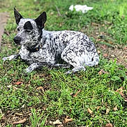 Roxy joined the competition — help win amazing prizes! dog, outdoor, grass, black_and_white, speckled, canine, animal, pet, lying_down, alert, nature, daylight, ears_up, collar, side_view, relaxed, ground, leaf_litter, quiet, calm