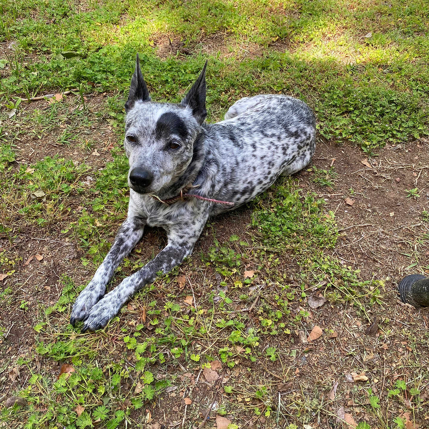 Roxy is registered to the contest to win money with this photo: dog, animal, outdoor, grass, dirt, ears, lying_down, pet, nature, speckled_fur, black_and_white, canine, relaxed, sunlight, collar, ground, ears_up, alert, fur_pattern, daytime