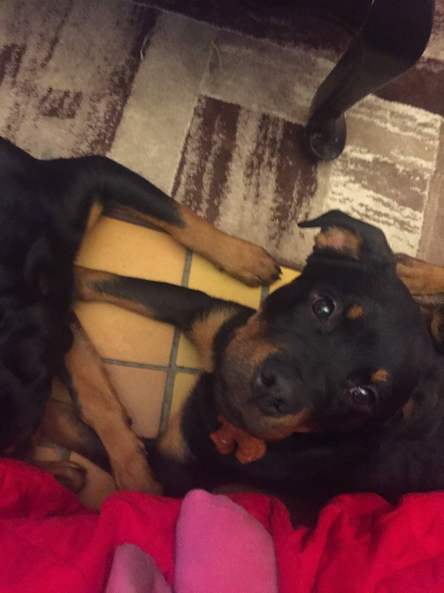 Perle participe au concours pour gagner de l'argent avec cette photo : beauceron, canidae, carnivore, dog, dog_breed, fawn, guard_dog, rottweiler, snout, sporting_group