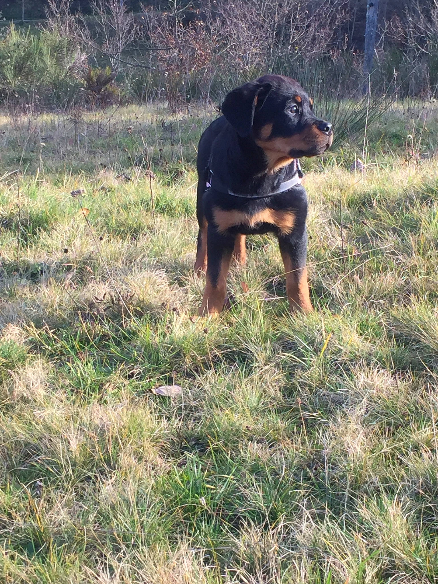 Perle participe au concours pour gagner de l'argent avec cette photo : austrian_black_and_tan_hound, canidae, carlin_pinscher, carnivore, dog, dog_breed, grass, huntaway, hunting_dog, lithuanian_hound, mammal, polish_hunting_dog, rare_breed_dog, rottweiler, smaland_hound, sporting_group, transylvanian_hound, tyrolean_hound, vertebrate, working_dog