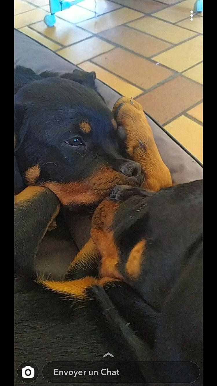 Perle a rejoint le concours — aidez-le/la à gagner de superbes lots ! austrian_black_and_tan_hound, beauceron, canidae, carnivore, dobermann, dog, dog_breed, german_pinscher, guard_dog, huntaway, jagdterrier, mammal, miniature_pinscher, pinscher, rottweiler, vertebrate, working_dog