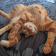 Sonny is registered to the contest to win money with this photo: cat, orange_cat, tabby, white_fur, pet, animal, lying_down, upside_down, relaxed, sleepy, playful, paws, toe_beans, whiskers, pink_nose, green_eyes, fur, bed, bedspread, indoor