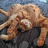 cat, orange_cat, tabby, white_fur, pet, animal, lying_down, upside_down, relaxed, sleepy, playful, paws, toe_beans, whiskers, pink_nose, green_eyes, fur, bed, bedspread, indoor