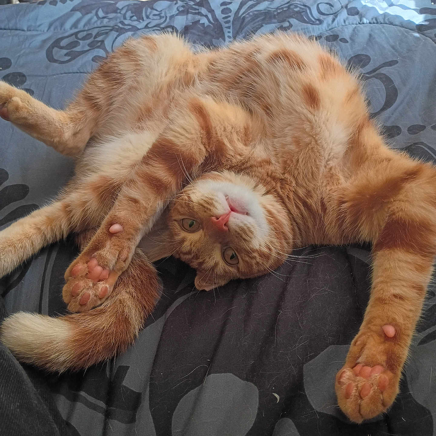 Sonny is registered to the contest to win money with this photo: cat, orange_cat, tabby, white_fur, pet, animal, lying_down, upside_down, relaxed, sleepy, playful, paws, toe_beans, whiskers, pink_nose, green_eyes, fur, bed, bedspread, indoor