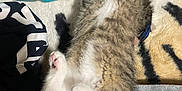 Gene is registered to the contest to win money with this photo: kitten, cat, paw, fur, fluffy, pet, animal, relaxing, cozy, blanket, cushion, floor, indoor, cute, small, striped, white, tabby, resting, soft