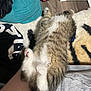 kitten, cat, paw, fur, fluffy, pet, animal, relaxing, cozy, blanket, cushion, floor, indoor, cute, small, striped, white, tabby, resting, soft