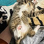 kitten, cat, paw_pads, tabby, fur, pet, animal, sleeping, resting, cute, cozy, blanket, indoor, soft, pink_paws, feline, young_animal, relaxed, domestic_cat, cuddly