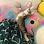 kitten, cat, sleeping, stretching, plush, pillow, blanket, soft, cozy, indoor, cute, pet, feline, tabby, fur, resting, colorful, toy, comfort, relaxation