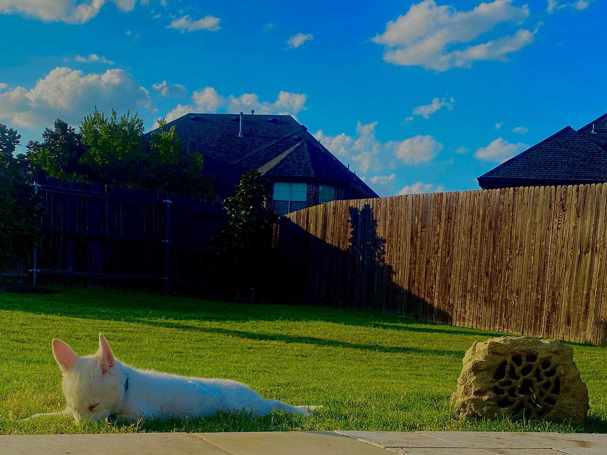 Emrys is registered to the contest to win money with this photo: blue, cloud, companion_dog, fawn, fence, grass, grass_family, grassland, green, land_lot, landscape, leaf, meadow, natural_landscape, nature, plant, property, real_estate, sky, tree