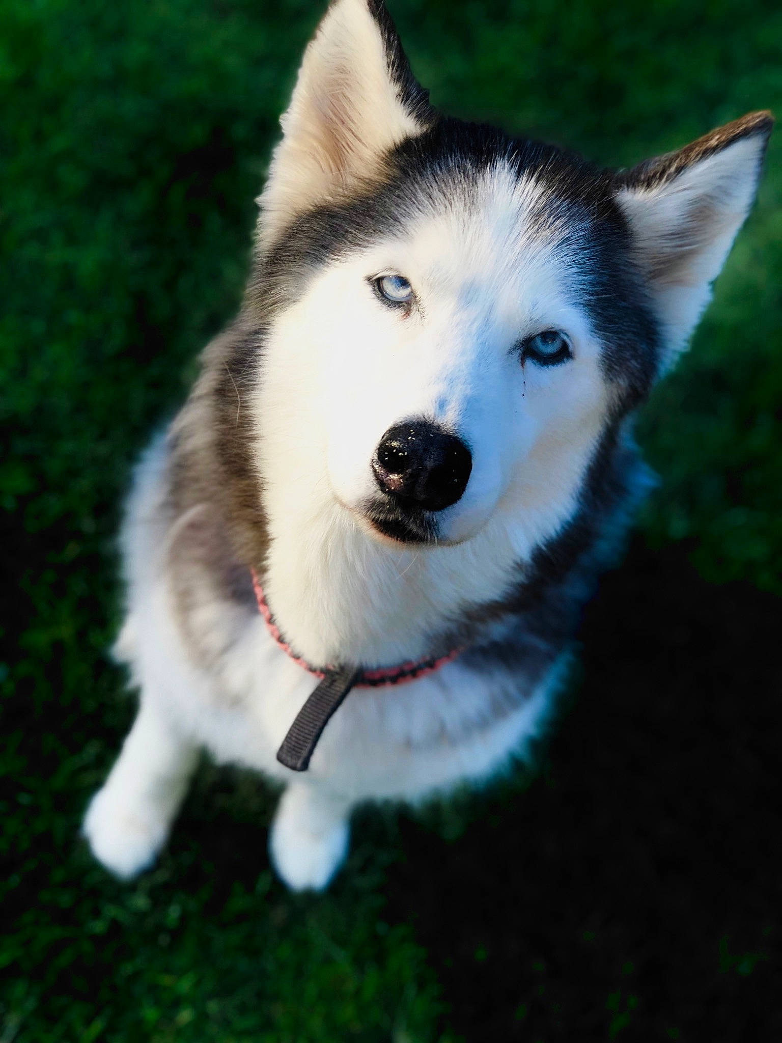 Venus joined the competition — help win amazing prizes! canidae, canis, carnivore, companion_dog, dog, dog_breed, eye, fur, grass, jaw, non_sporting_group, plant, siberian_husky, sled_dog, snout, sporting_group, terrestrial_animal, whiskers, wolf, working_dog