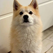 Keenaï a rejoint le concours — aidez-le/la à gagner de superbes lots ! dog, fluffy, indoor, pet, canine, fur, ears, eyes, closeup, animal, cute, portrait, floor, house, domestic, mammal, looking, sitting, adorable, companion