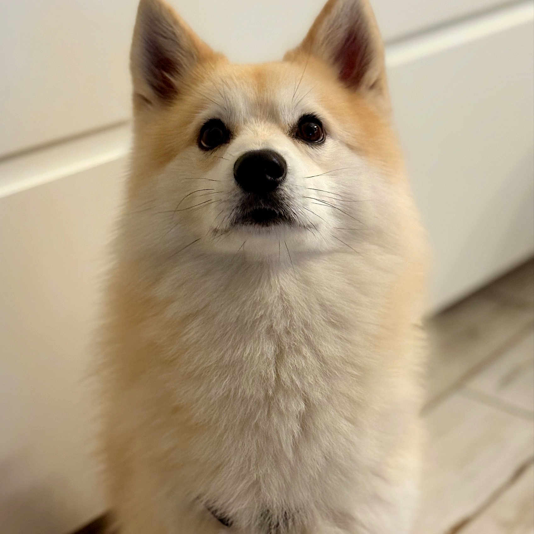 Keenaï a rejoint le concours — aidez-le/la à gagner de superbes lots ! adorable, animal, canine, closeup, companion, cute, dog, domestic, ears, eyes, floor, fluffy, fur, house, indoor, looking, mammal, pet, portrait, sitting