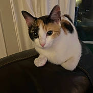 Callie Sharpe joined the competition — help win amazing prizes! animal, blurred_background, calico, cat, closeup, cozy, curious, curtains, domestic, ears, feline, fur, indoor, leather_couch, paws, pet, reflection, sitting, whiskers, window