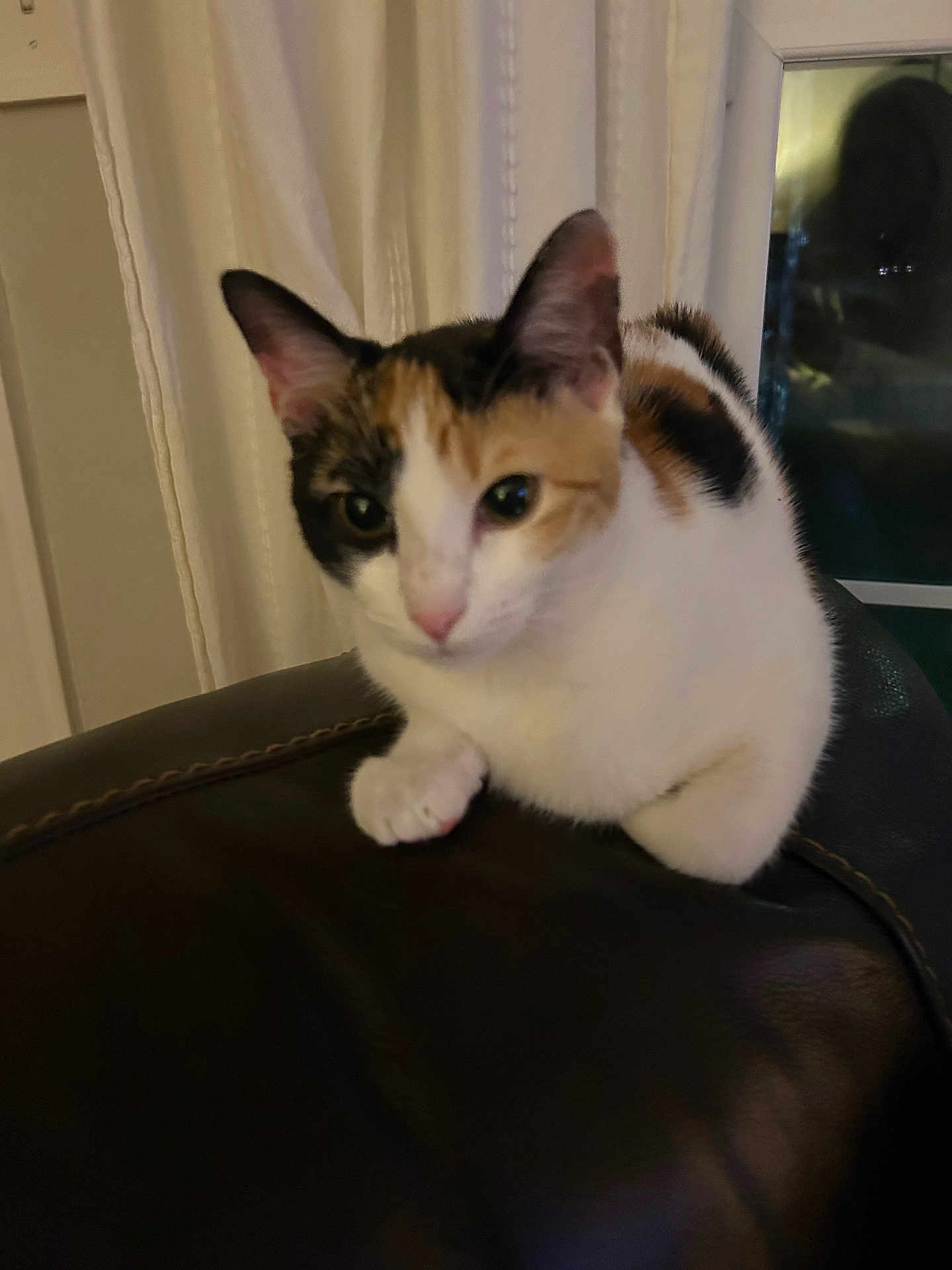 Callie Sharpe joined the competition — help win amazing prizes! animal, blurred_background, calico, cat, closeup, cozy, curious, curtains, domestic, ears, feline, fur, indoor, leather_couch, paws, pet, reflection, sitting, whiskers, window