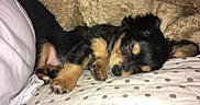 Doofy joined the competition — help win amazing prizes! adorable, animal, black, blanket, brown, cozy, cute, dog, domestic, fur, indoors, pet, pillow, puppy, relaxed, resting, sleeping, small, snuggling, young