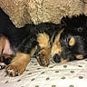 adorable, animal, black, blanket, brown, cozy, cute, dog, domestic, fur, indoors, pet, pillow, puppy, relaxed, resting, sleeping, small, snuggling, young