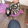 bathroom, black_dog, casual, child, container, curious, dog, floor, flooring, indoor, mop, pajamas, personal_care, pet, small_dog, smile, tan_dog, towel, wooden_floor, young_child