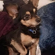 Doofy is registered to the contest to win money with this photo: alert, animal, blanket, chihuahua, collar, comfort, companion, couch, cute, dog, ears, fur, furniture, home, indoor, pet, portrait, relaxation, resting, small_dog