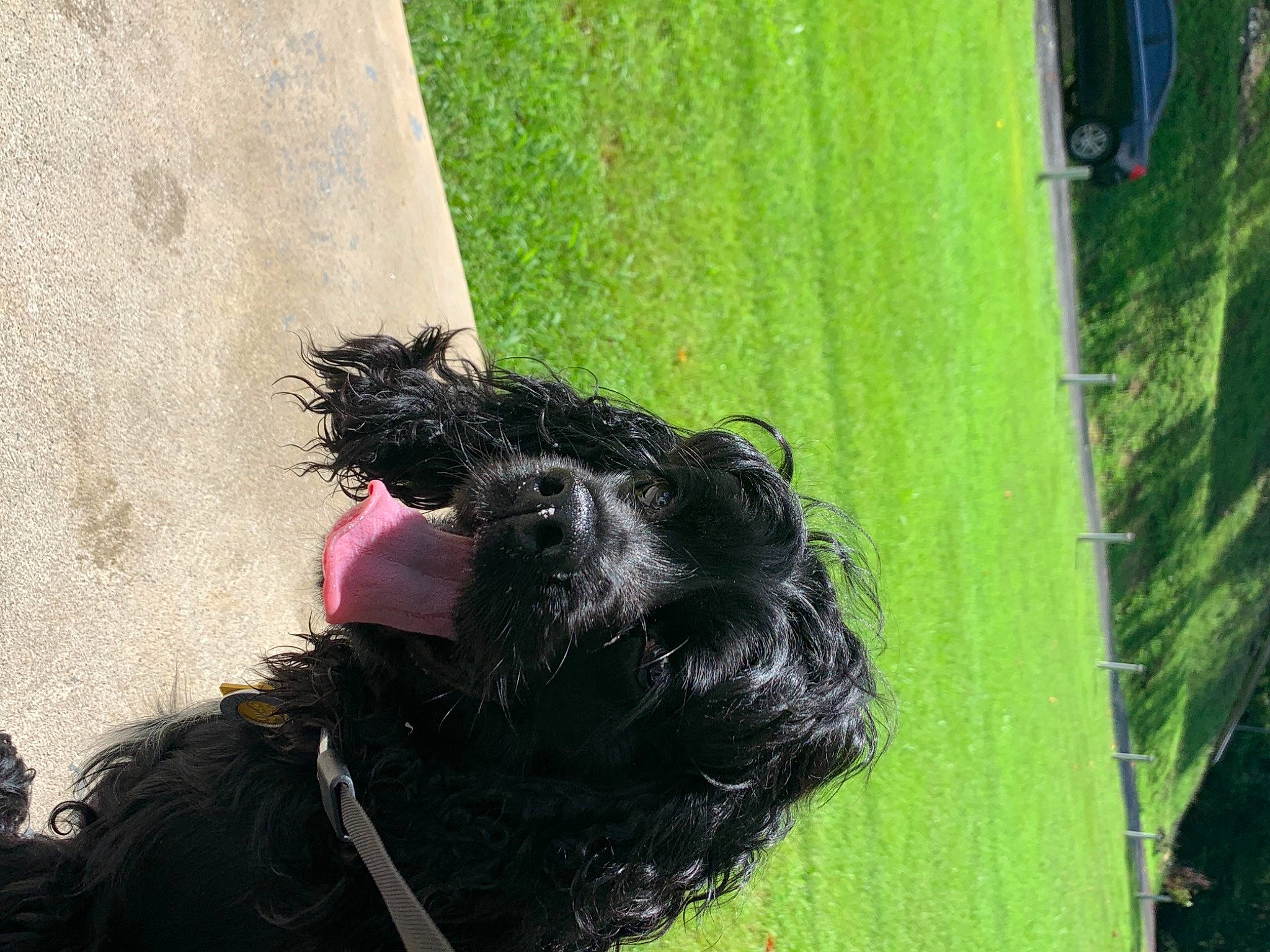 Charlie is registered to the contest to win money with this photo: affenpinscher, briard, canidae, carnivore, dog, dog_breed, scottish_terrier, snout, sporting_group, terrier