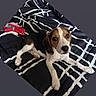 animal, beagle, bed, black_and_white, blanket, cozy, cute, dog, ears, eyes, fur, indoor, laying_down, looking_up, nose, pattern, paw, pet, puppy, resting