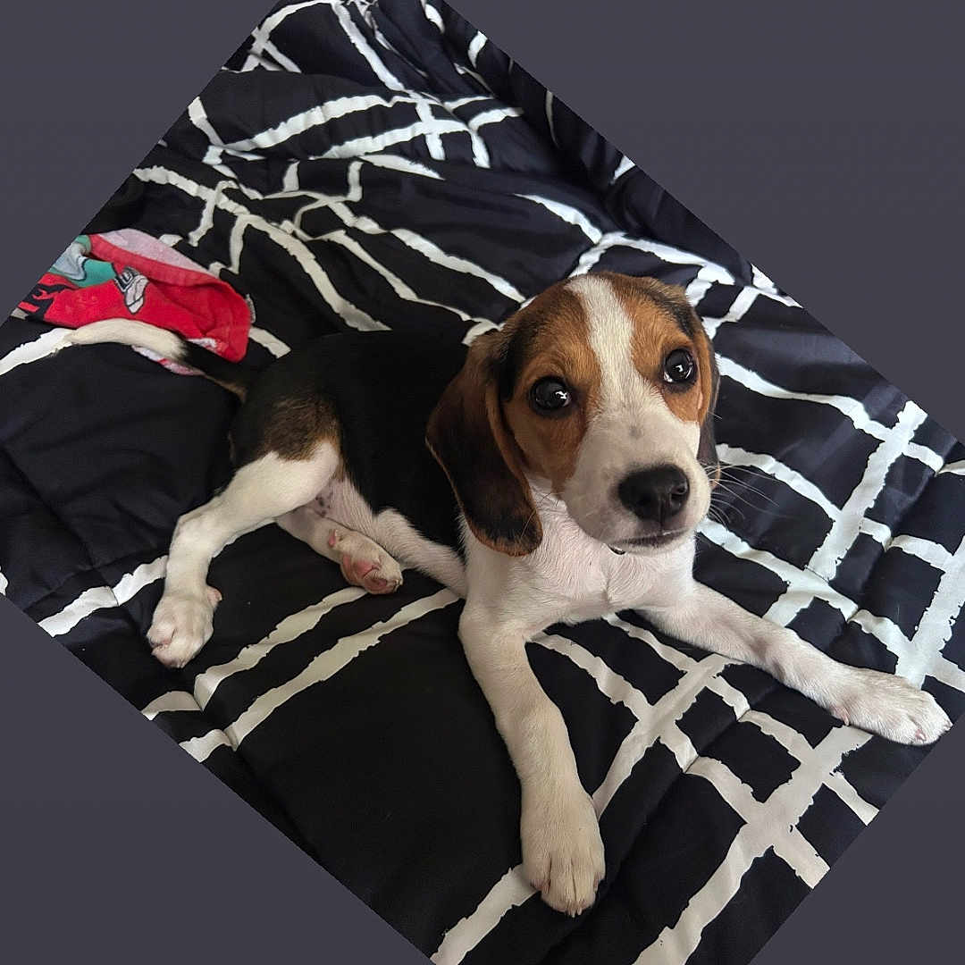 Stormy Whiskey joined the competition — help win amazing prizes! beagle, puppy, dog, pet, blanket, bed, indoor, animal, cute, laying_down, looking_up, black_and_white, pattern, fur, ears, nose, eyes, paw, resting, cozy
