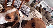 Stormy Whiskey joined the competition — help win amazing prizes! dog, living_room, furniture, couch, chair, carpet, tattoo, pet, brown_dog, white_and_brown_dog, patterned_cushion, indoor, home, relaxed, animal, canine, domestic, cozy, curious, closeup