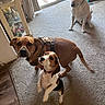 Stormy Whiskey is registered to the contest to win money with this photo: dog, indoor, carpet, window, curious, pet, animal, beagle, labrador, brown_dog, white_dog, standing, sitting, harness, collar, sunlight, glass_door, home, floor, curtain