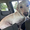 animal, canine, car_interior, collar, curious, daytime, dog, domestic_animal, indoors, labrador, leash, light_fur, nature_outside, pet, seat, side_view, sitting, transportation, vehicle, window