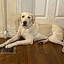 Ashton is registered to the contest to win money with this photo: dog, labrador, indoor, wooden_floor, vent, door, white_wall, resting, lying_down, pet, animal, canine, calm, relaxed, front_paws, floor, house, domestic, companion, light_fur