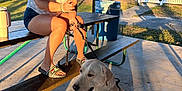 Ashton is registered to the contest to win money with this photo: woman, dog, leash, picnic_table, outdoor, sunglasses, bench, concrete_floor, shadow, brick_building, fence, grass, tree, casual_clothing, shorts, tank_top, summer, daylight, pet, animal