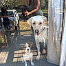 animal, car, casual_clothing, curtain, daytime, dog, fence, glass_door, home, leash, nature, outdoor, person, pet, portrait, reflection, sunlight, two_dogs, window, wooden_deck