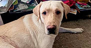 Ashton is registered to the contest to win money with this photo: canine, carpet, clutter, dog, domestic, floor, household_items, indoor, labrador, light_fur, looking_at_camera, lying_down, messy, notebook, papers, pet, relaxed, room, table, toy_car