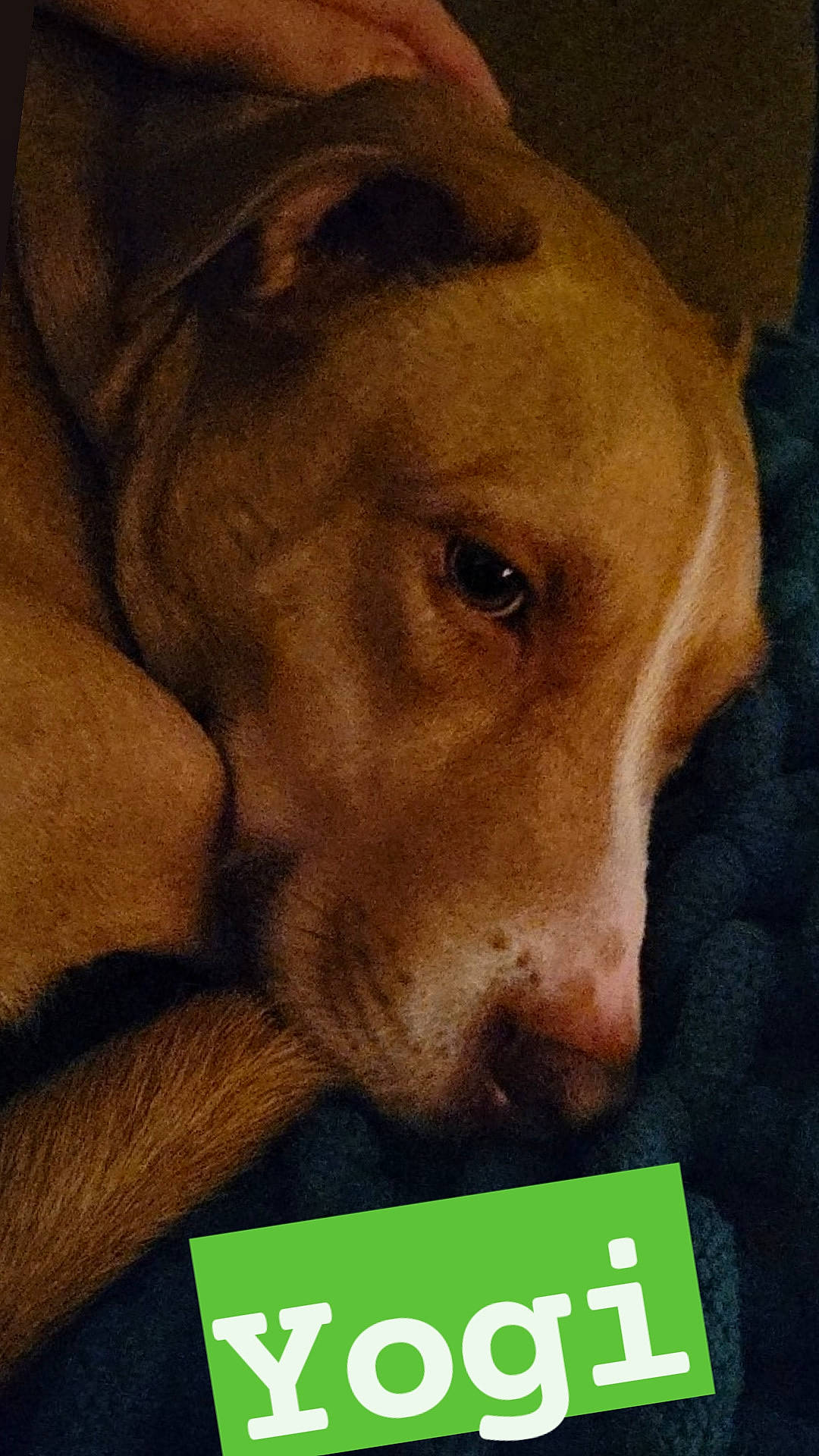 Yogi joined the competition — help win amazing prizes! ancient_dog_breeds, canidae, carnivore, companion_dog, dog, dog_breed, dog_supply, ear, fawn, fur, liver, non_sporting_group, paw, pet_supply, photo_caption, snout, sporting_group, terrestrial_animal, whiskers, working_animal