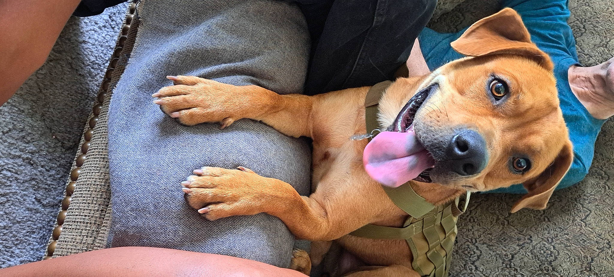 Jury Duty joined the competition — help win amazing prizes! abdomen, carnivore, comfort, companion_dog, dog, dog_breed, dog_supply, fawn, foot, gesture, human_leg, knee, nail, selfie, sitting, snout, sporting_group, thigh, trunk, whiskers