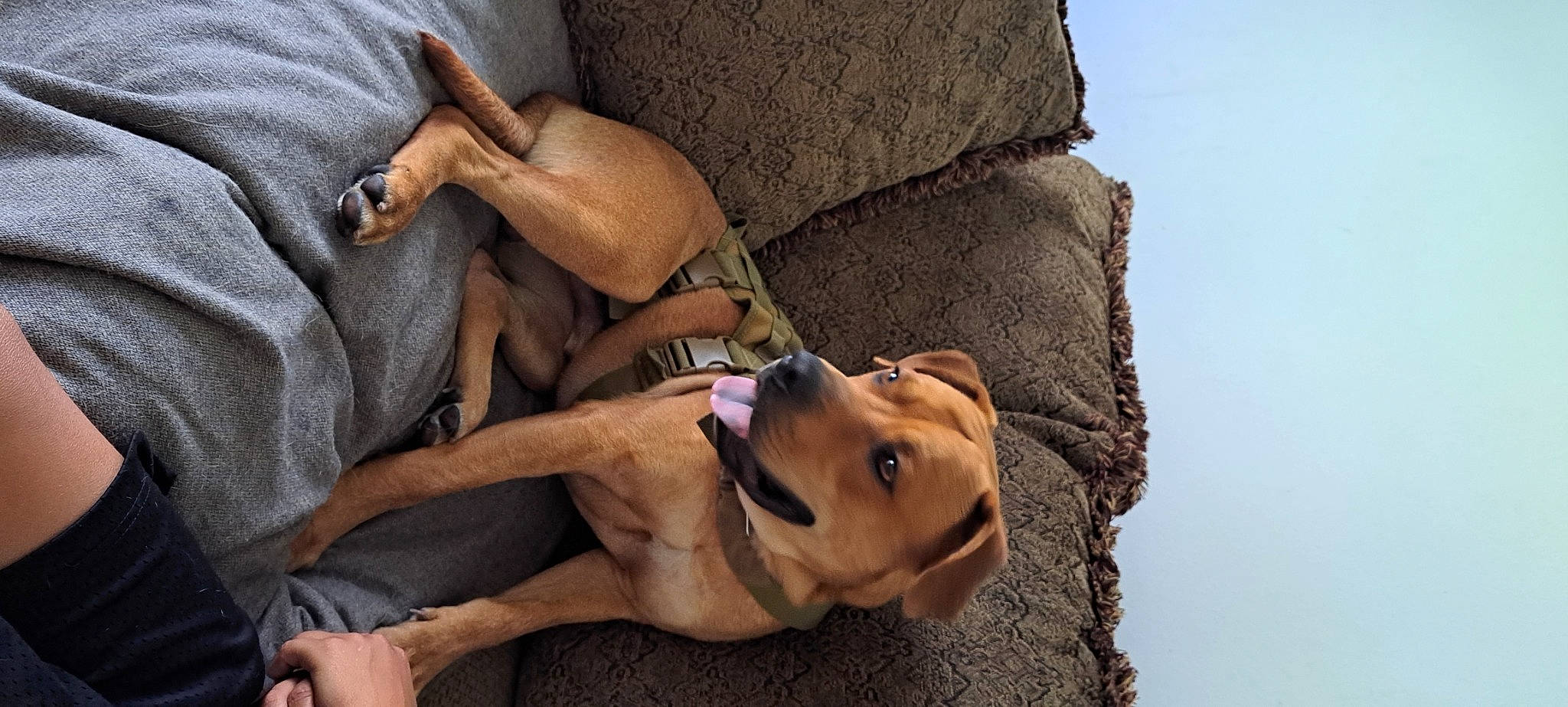 Jury Duty joined the competition — help win amazing prizes! abdomen, barechested, carnivore, chest, companion_dog, dog, dog_breed, eyewear, fawn, hat, human_leg, jaw, rock, sculpture, sky, snout, sporting_group, thigh, wood, working_animal