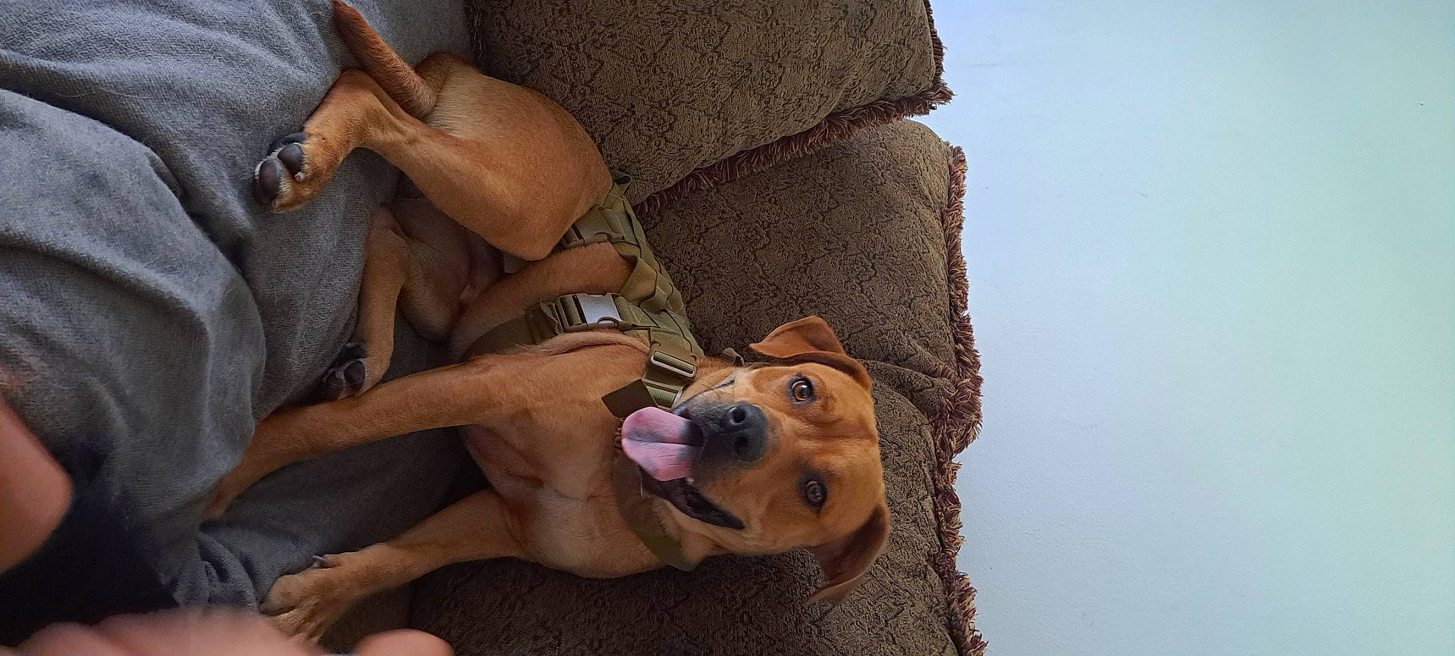 Jury Duty is registered to the contest to win money with this photo: canidae, carnivore, comfort, companion_dog, dog, dog_breed, fawn, fur, hat, human_leg, selfie, sitting, smile, snout, sporting_group, sunglasses, thigh, trunk, whiskers, working_animal