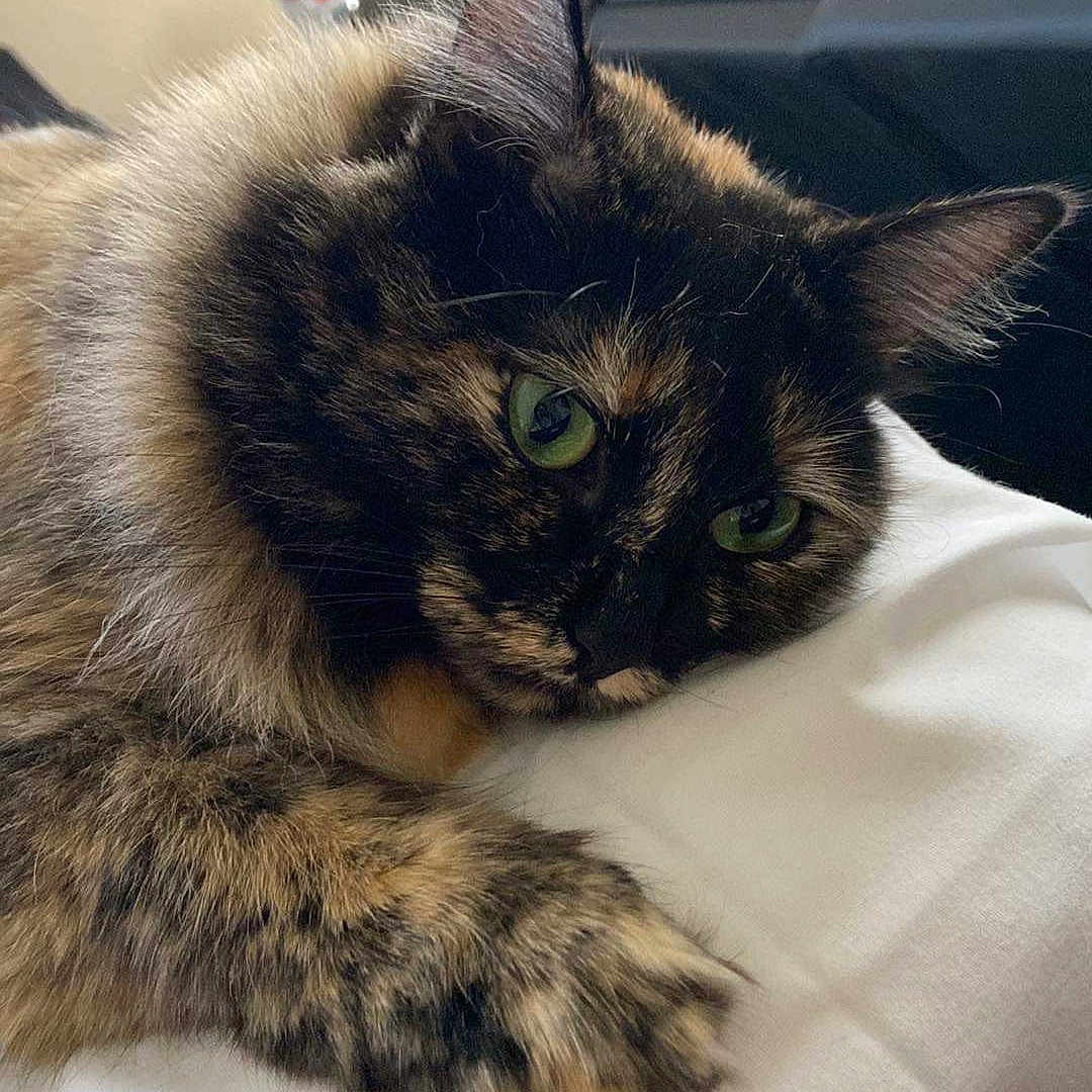 Scarla
