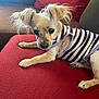 Brandy is registered to the contest to win money with this photo: couch, cozy, cute, dog, ears, eyes, fur, furniture, indoor, living_room, looking_at_camera, nose, paw, pet, purple_shirt, red_couch, relaxed, small_dog, striped_shirt, white_stripes