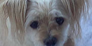 Brandy is registered to the contest to win money with this photo: animal, blurred, canine, carpet, close_up, cute, dog, domestic_animal, face, floppy_ears, fur, furry, indoor, laying_down, light_colored, mammal, pet, portrait, snout, whiskers
