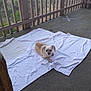Brandy joined the competition — help win amazing prizes! animal, calm, carpeted_floor, companion, daytime, dog, domestic_animal, furry, laying_down, light_colored, nature, outdoor, pet, porch, quiet, relaxing, resting, small_dog, white_towel, wooden_railings