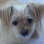 Brandy joined the competition — help win amazing prizes! animal, blurry, canine, close_up, companion, cute, dog, domestic_animal, ears, face, fluffy, fur, furry, indoor, light_brown, lying_down, mammal, pet, portrait, soft_focus