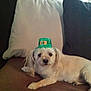 animal, black_pillow, brown_couch, companion, couch, cozy, curtains, cute, dog, dog_face, fur, green_hat, indoor, leprechaun_hat, pet, pillows, portrait, relaxed, small_dog, white_pillow