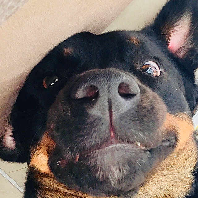 Kali a rejoint le concours — aidez-le/la à gagner de superbes lots ! animal, appenzeller, ball, bodypart, bulldog, canine, dog, furniture, germanshepherd, hound, husky, indoors, interiordesign, labradorretriever, mouth, person, pet, puppy, sleeping, snout