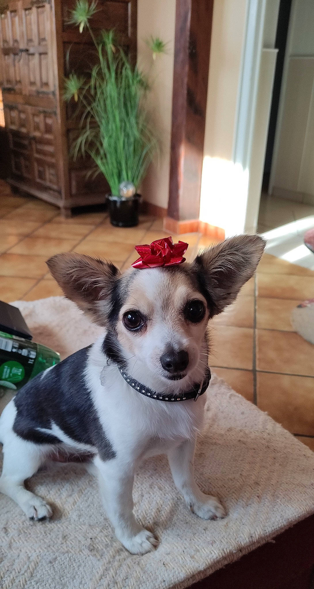 Pioupiou participe au concours pour gagner de l'argent avec cette photo : canidae, carnivore, chair, collar, companion_dog, desk, dog, dog_breed, dog_supply, fawn, flooring, flowerpot, houseplant, plant, snout, sporting_group, table, tail, whiskers, working_animal